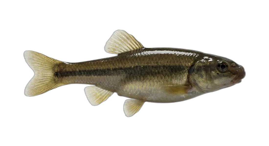 Fathead Minnow