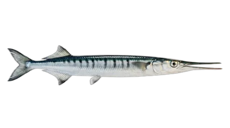 Flat Needlefish