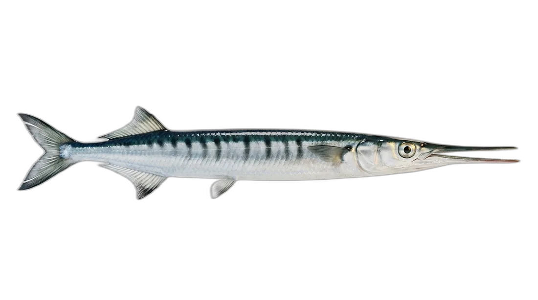 Flat Needlefish