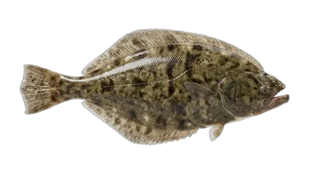 Flathead Sole