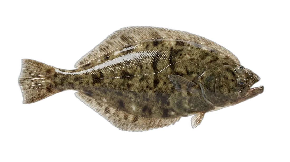 Flathead Sole