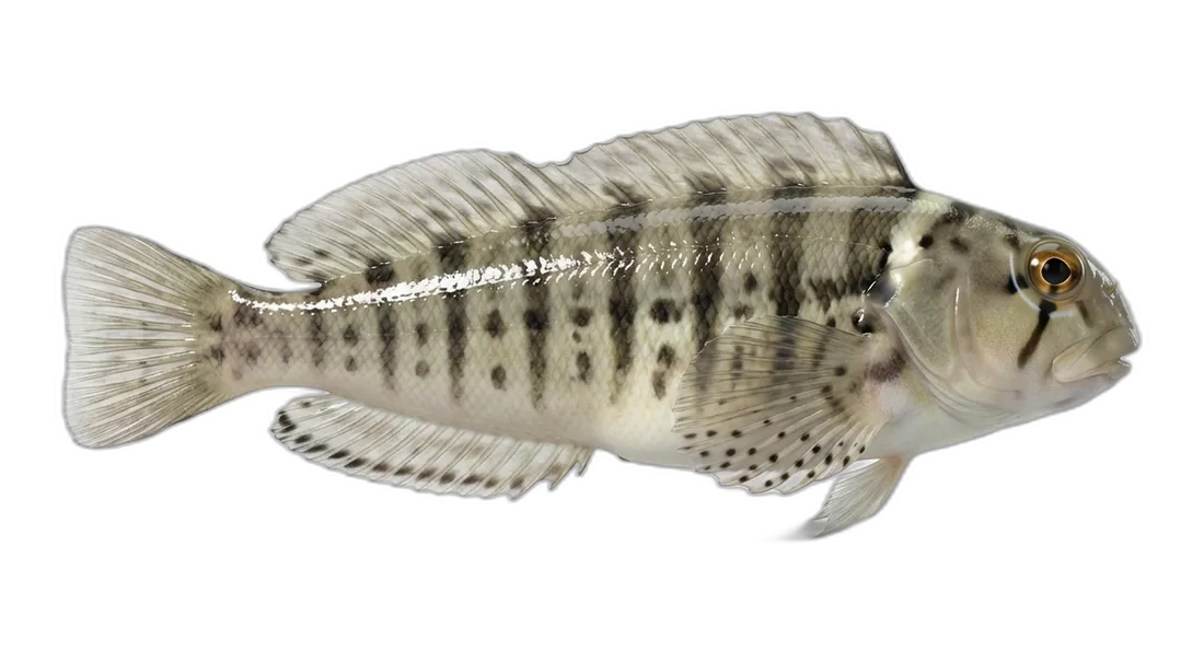 Florida Blenny
