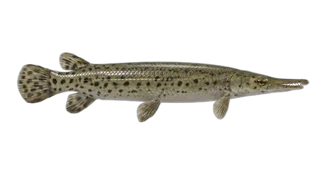 Florida Gar