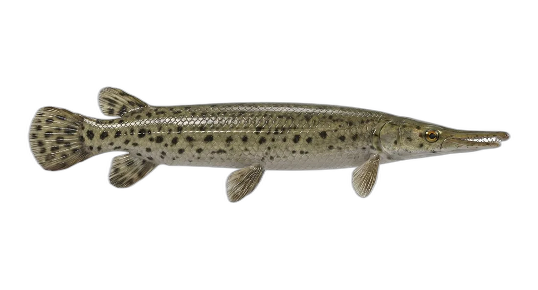 Florida Gar