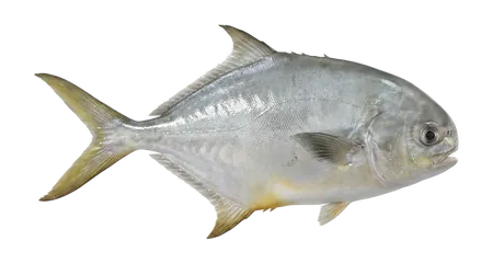 Florida Pompano