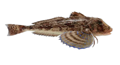 Flying Gurnard