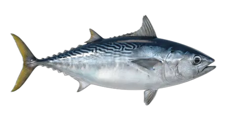 Frigate Tuna