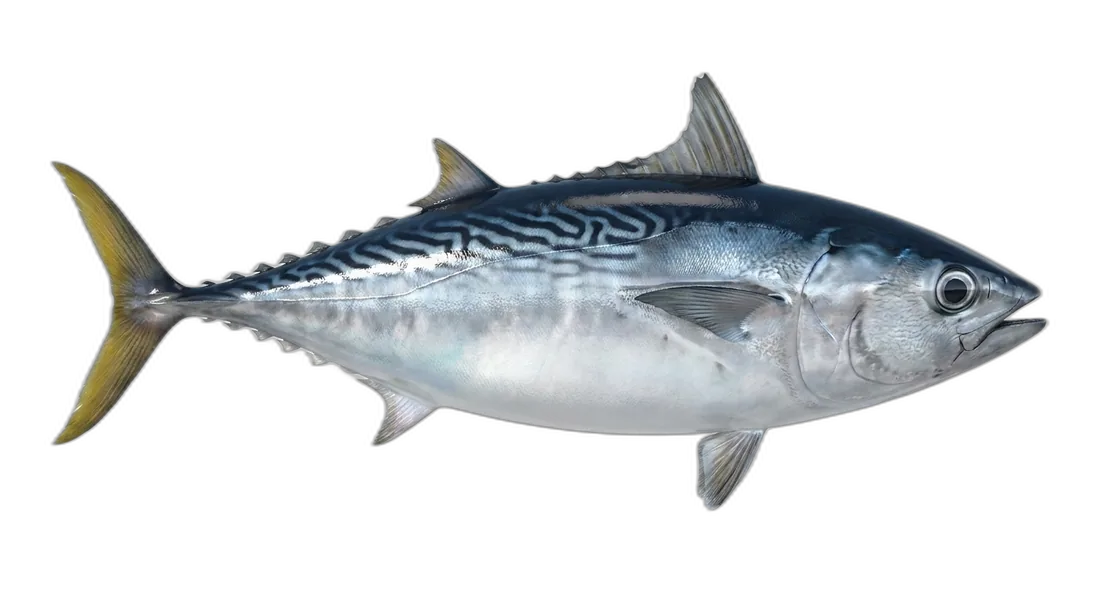 Frigate Tuna