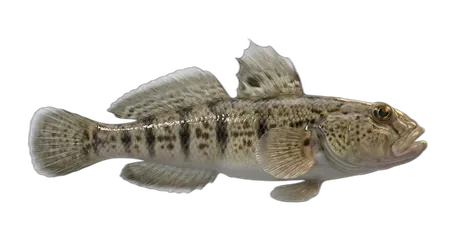 Frillfin Goby