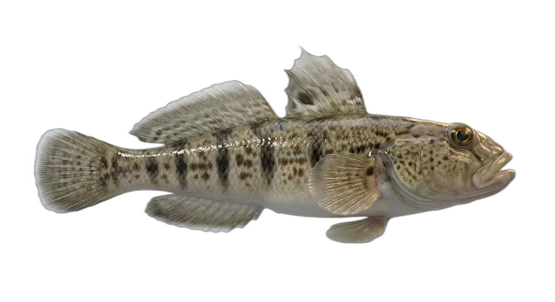 Frillfin Goby