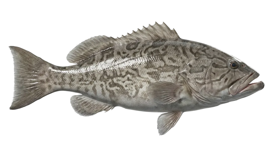 Gag Grouper