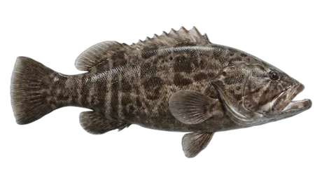 Giant Seabass