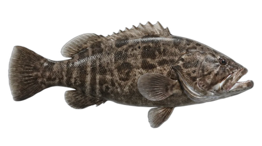 Giant Seabass