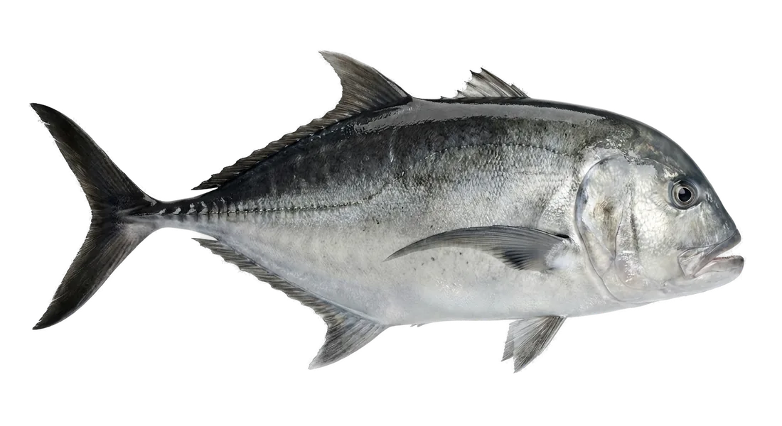 Giant Trevally