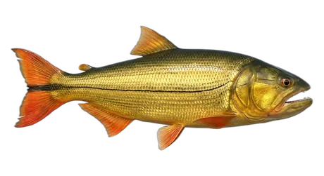 Golden Dorado