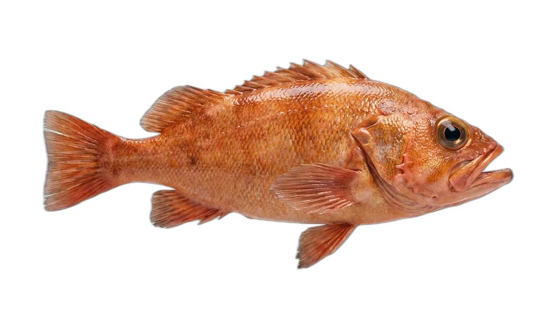 Golden Redfish