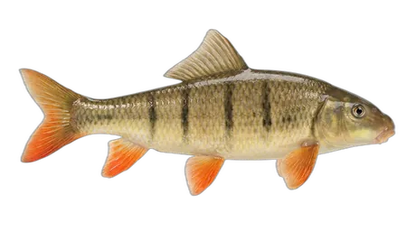 Golden Redhorse