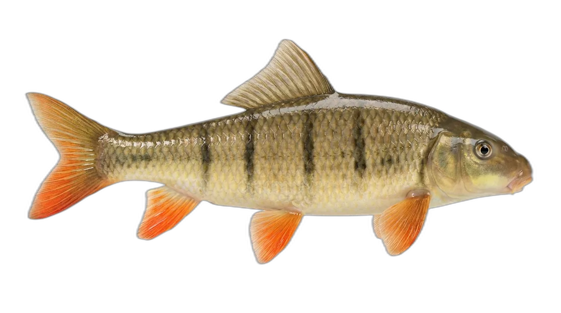 Golden Redhorse