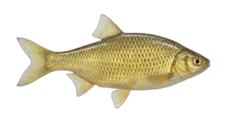 Golden Shiner