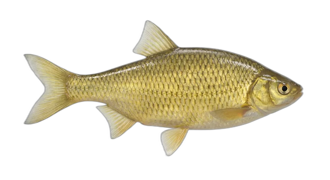 Golden Shiner