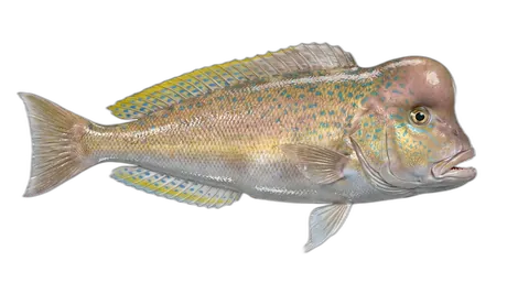 Golden Tilefish