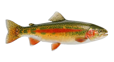 Golden Trout