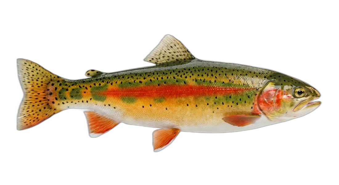 Golden Trout