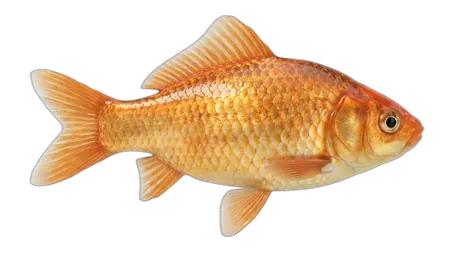 Goldfish