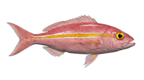 Goldflag Jobfish