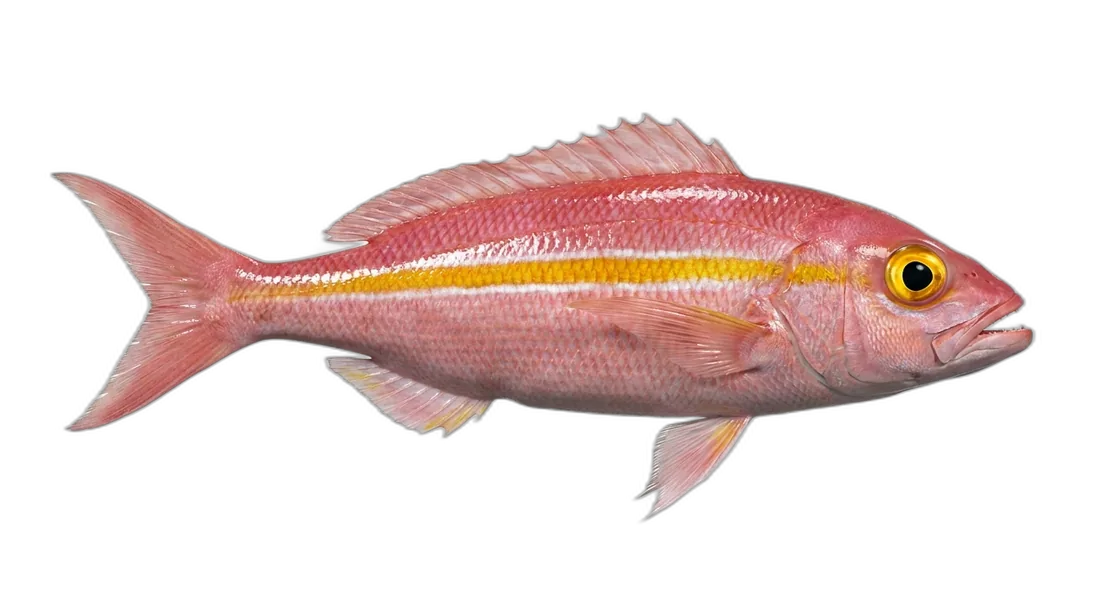 Goldflag Jobfish