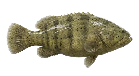 Goliath Grouper