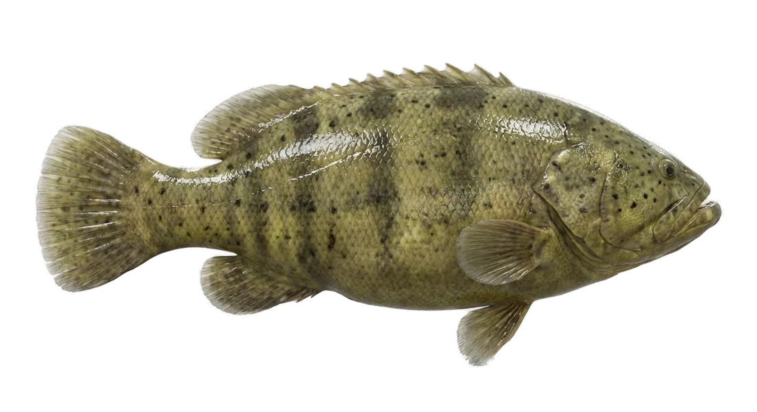 Goliath Grouper