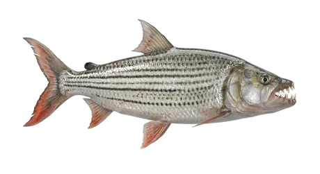 Goliath Tigerfish