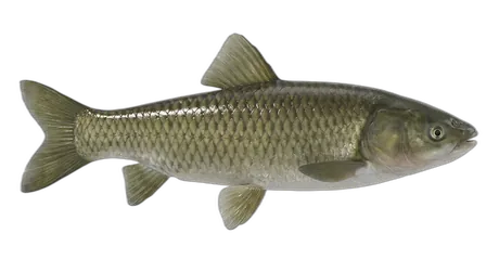 Grass Carp