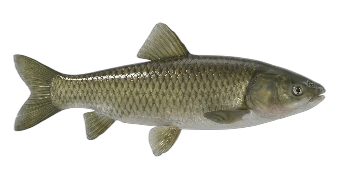 Grass Carp