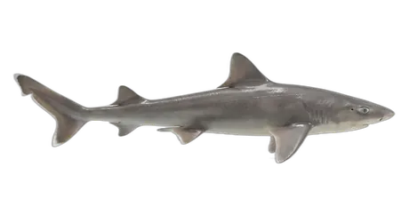 Gray Smoothhound