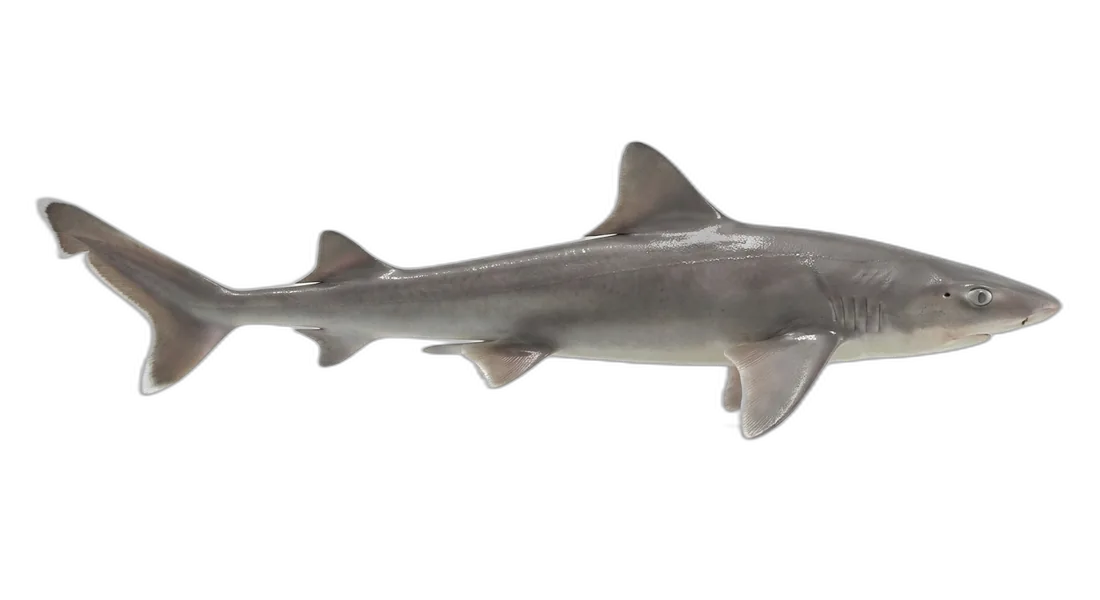 Gray Smoothhound