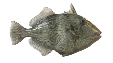 Gray Triggerfish
