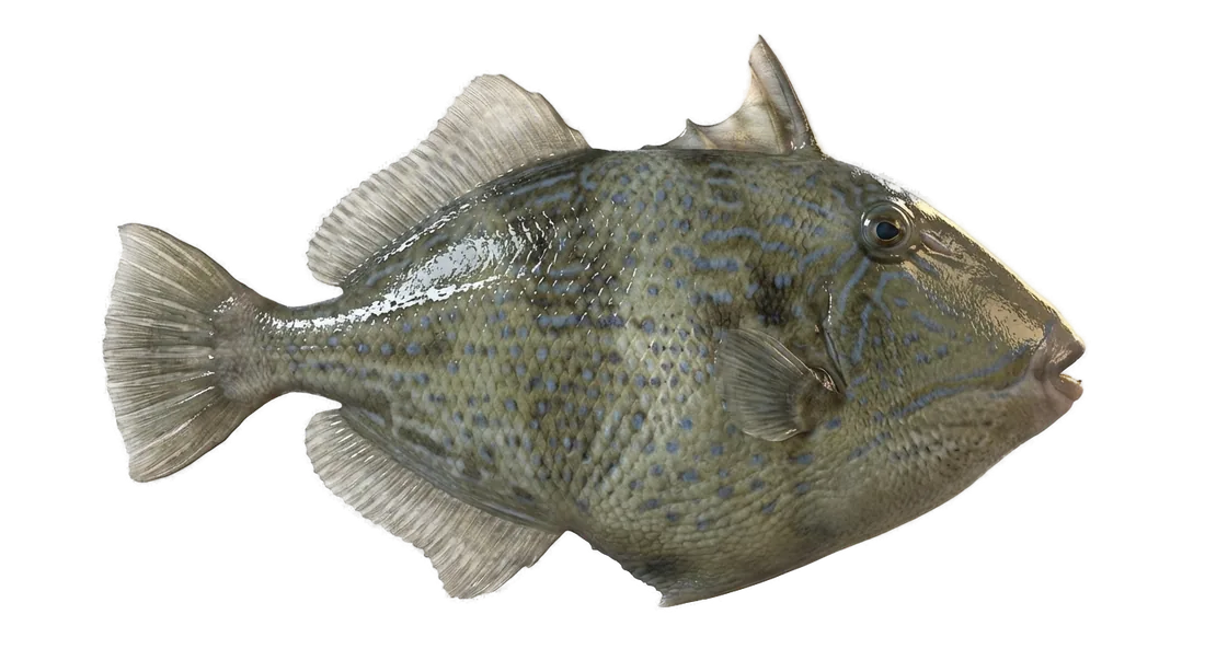 Gray Triggerfish