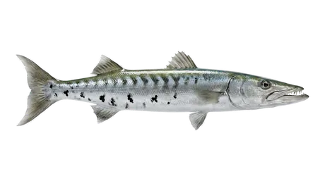 Great Barracuda