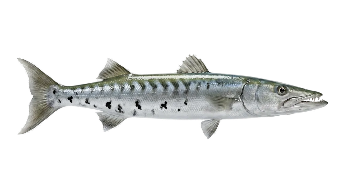 Great Barracuda