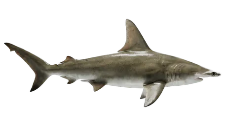 Great Hammerhead