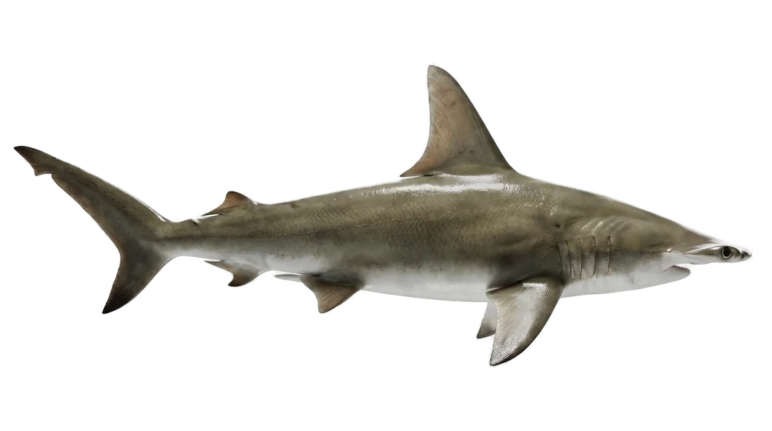 Great Hammerhead
