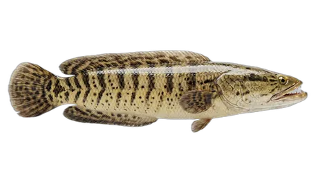Great Snakehead