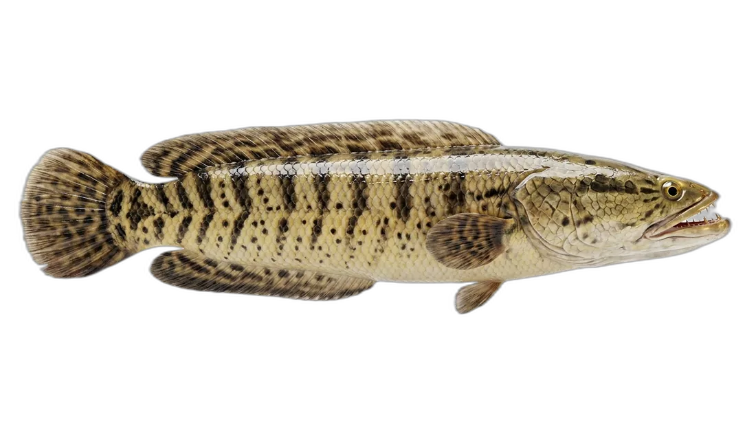 Great Snakehead