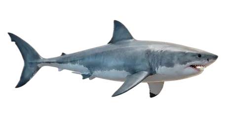 Great White Shark