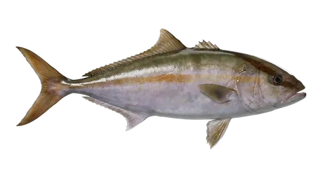 Greater Amberjack
