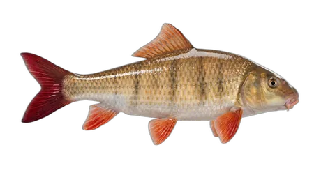 Greater Redhorse