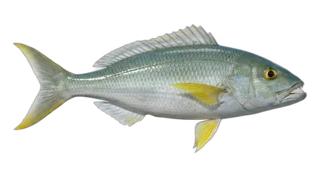 Green Jobfish