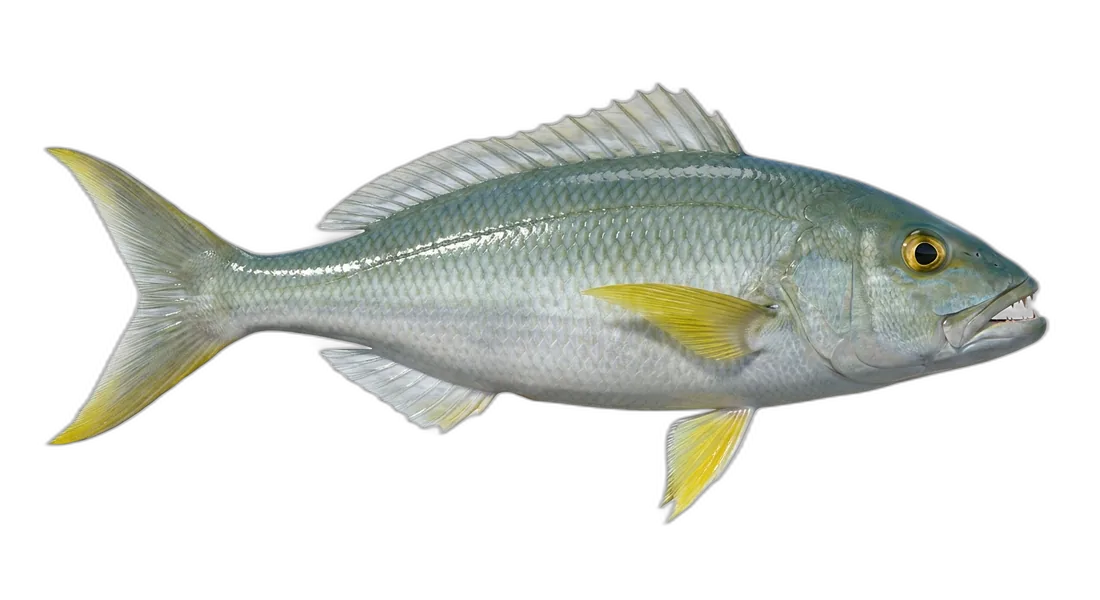 Green Jobfish